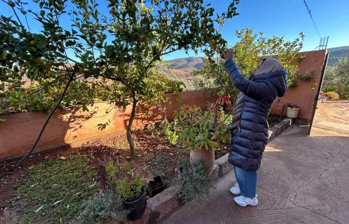 Fruit trees 30