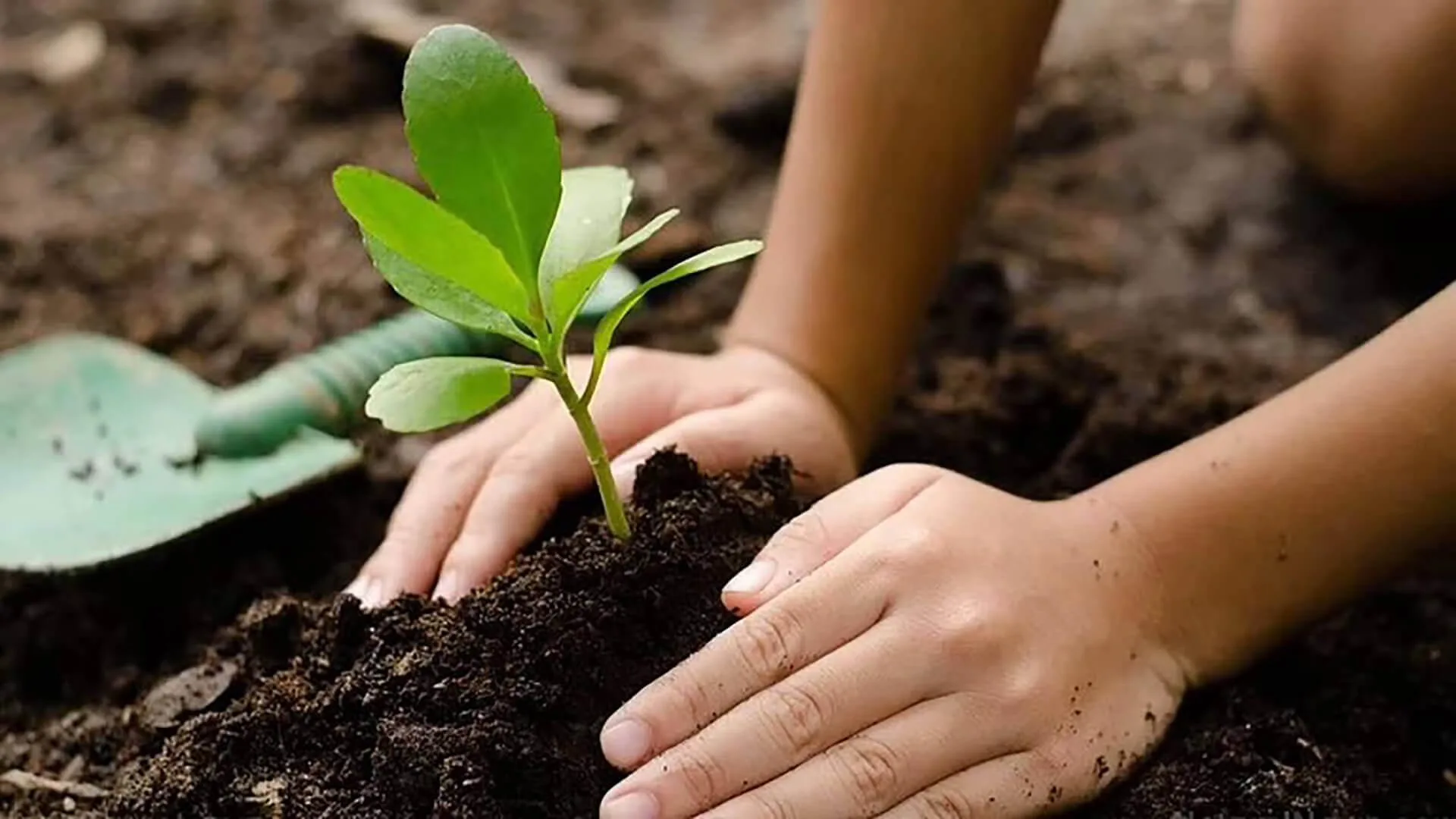 Tree Planting
