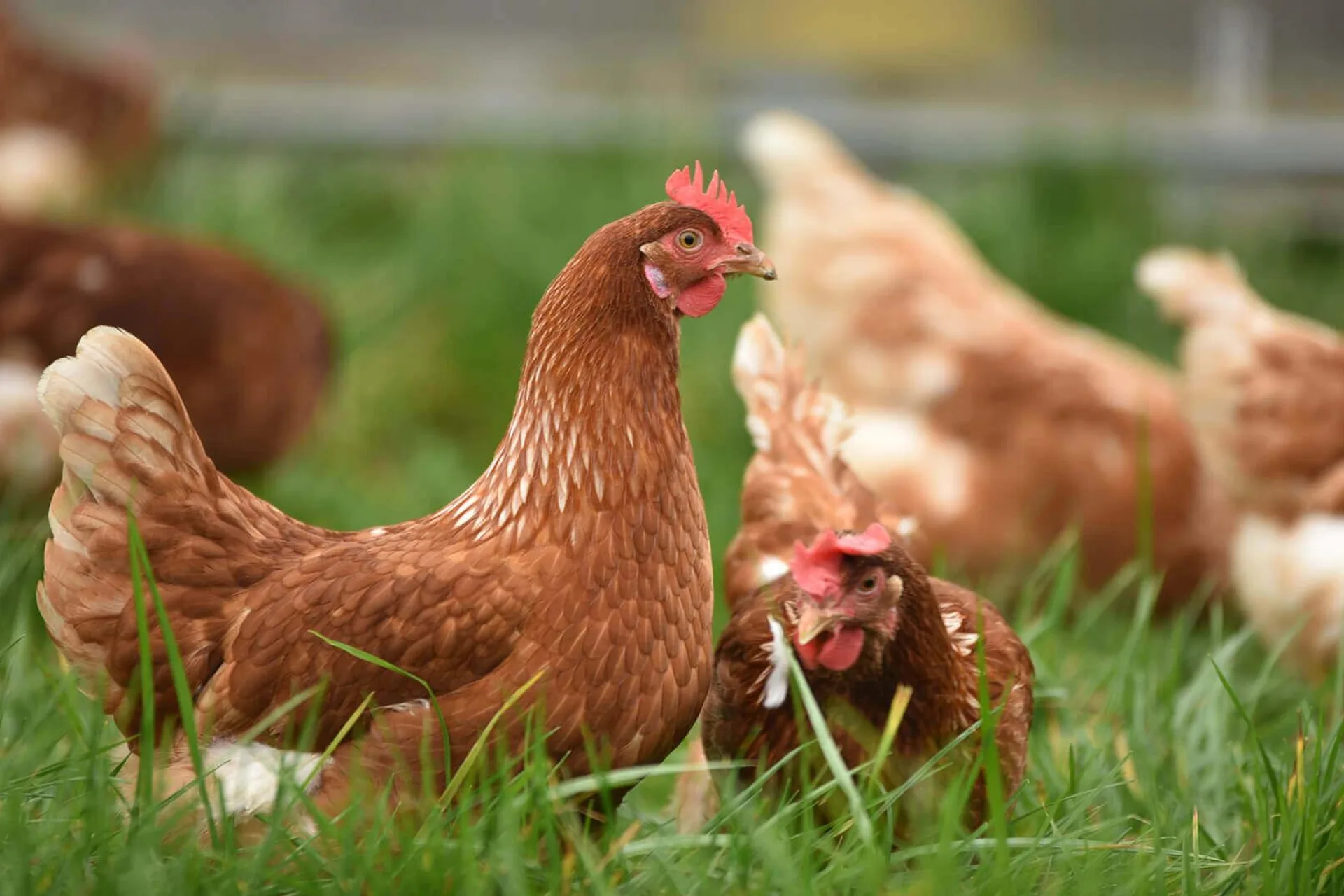 Poultry