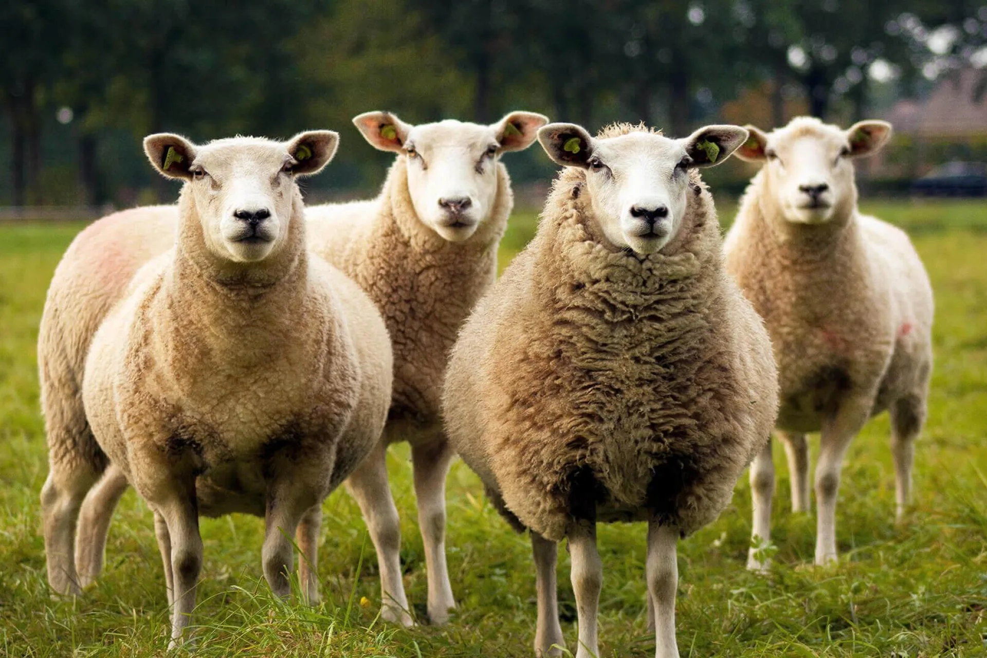 Sheep farm