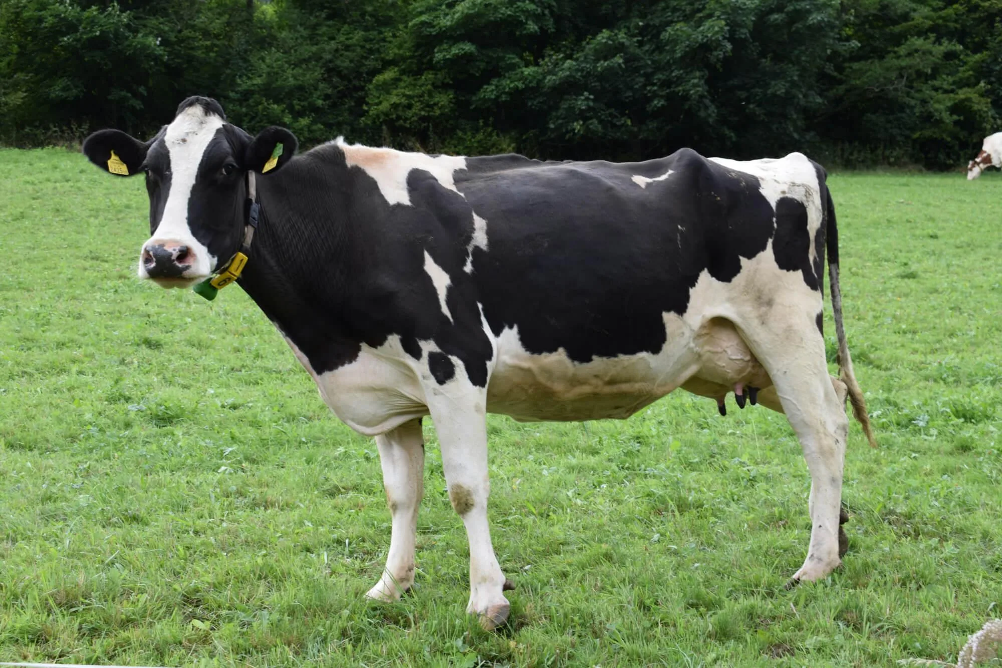 Black and white dairy cow standing in a grassy field representing a charity livestock donation